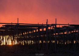 Cod Stockfish hang to dry in cold winter air, Toppøya, Reine, Moskenesøy, Lofoten Islands, Norway