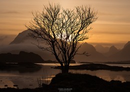 Lone winter tree silhouetted against mountain sunset, near Fredvang, Flakstadøy, Lofoten Islands, Norway