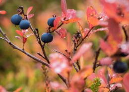 Detail of blueberry bush in Autumn, Norway