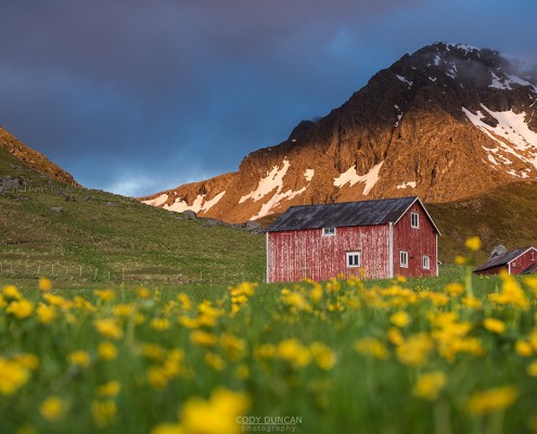 Red barn in field of wild flowers, Myrland, Flakstadøy, Lofoten Islands, Norway