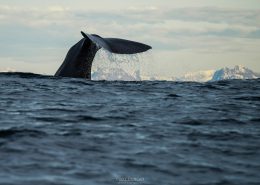 Andenes Whale Watching