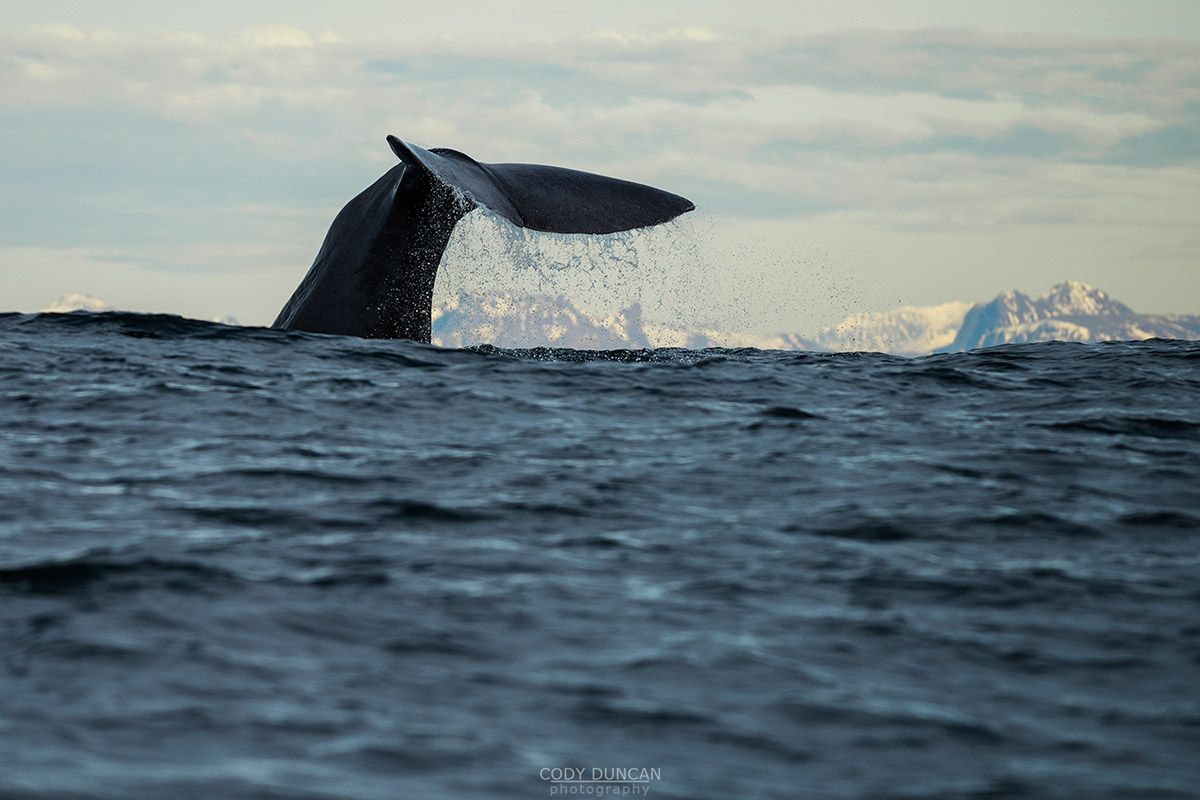 Andenes Whale Watching