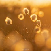 Cotton Grass - Friday Photo #283