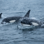 Orcas Visit Lofoten - Friday Photo #431