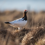 Spring Ptarmigan - Friday Photo #434