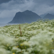 Flowers and Rain - Friday Photo #442