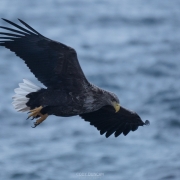 Sea Eagle - Friday Photo #475