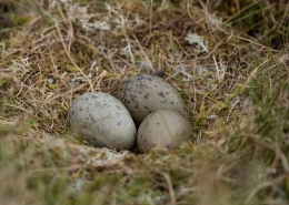 Nesting Season - Friday Photo #490