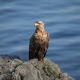 Sea Eagle - Friday Photo #513