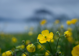 Cool June - Friday Photo #650