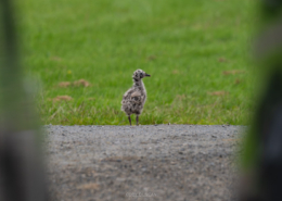 New Chicks - Friday Photo #652