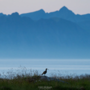 Curlew Twilight - Friday Photo #656