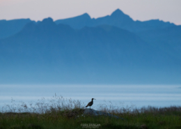 Curlew Twilight - Friday Photo #656