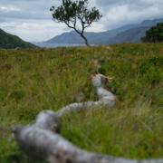 Wind Trees - Friday Photo #658