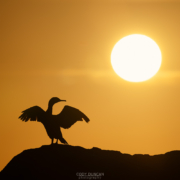 Cormorant Sunset - Friday Photo #669