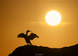 Cormorant Sunset - Friday Photo #669