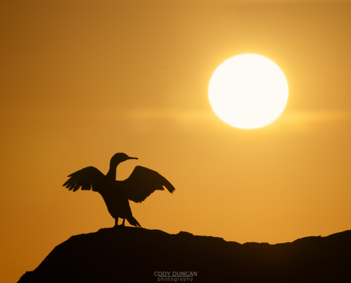 Cormorant Sunset - Friday Photo #669