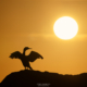 Cormorant Sunset - Friday Photo #669