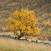 Autumn Tree - Friday Photo #670