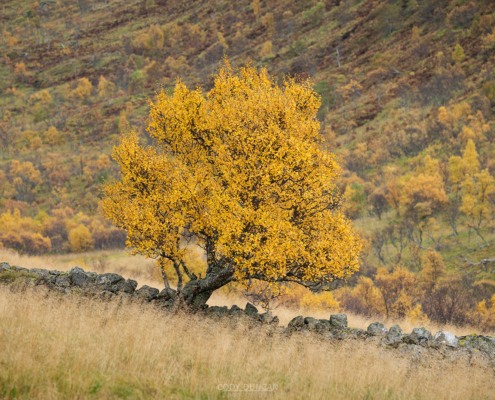 Autumn Tree - Friday Photo #670