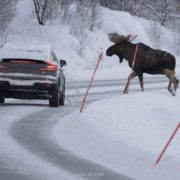 Moose Crossing - Friday Photo #672