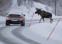 Moose Crossing - Friday Photo #672