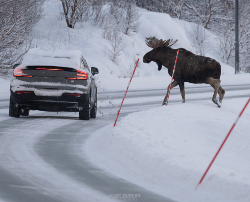 Moose Crossing - Friday Photo #672