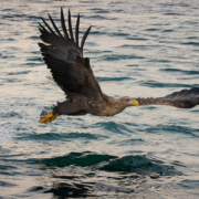 Sea Eagle - Friday Photo #676