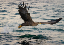 Sea Eagle - Friday Photo #676