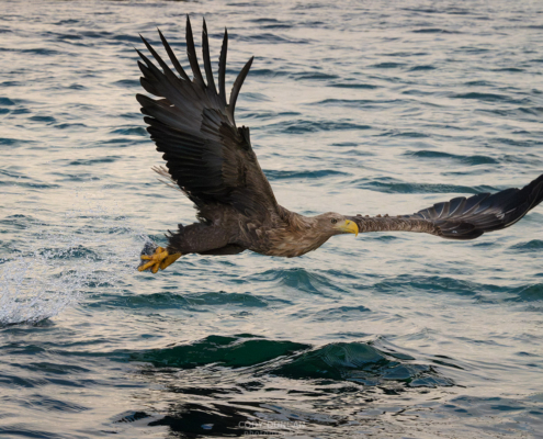 Sea Eagle - Friday Photo #676