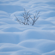 Pillows of Snow - Friday Photo #679