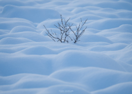 Pillows of Snow - Friday Photo #679