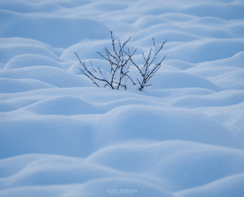 Pillows of Snow - Friday Photo #679