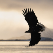 Sea Eagle - Friday Photo #688