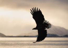 Sea Eagle - Friday Photo #688