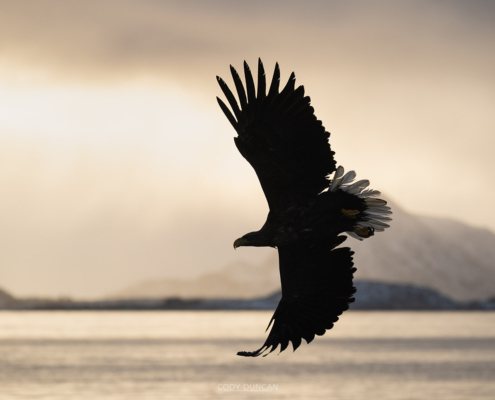 Sea Eagle - Friday Photo #688