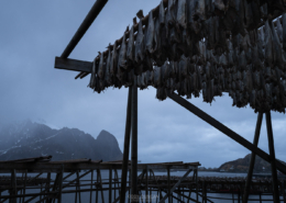 Fish and Rain - Friday Photo #690