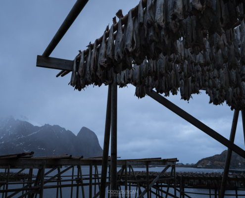 Fish and Rain - Friday Photo #690