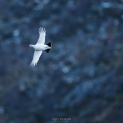 Spring Ptarmigan - Friday Photo #693