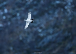 Spring Ptarmigan - Friday Photo #693