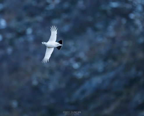 Spring Ptarmigan - Friday Photo #693