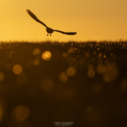 midnight Skua - Friday Photo #697