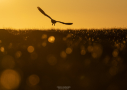 midnight Skua - Friday Photo #697