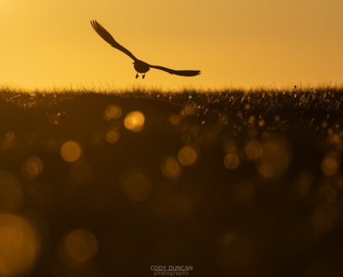 midnight Skua - Friday Photo #697