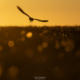 midnight Skua - Friday Photo #697