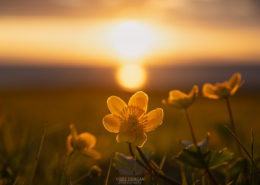 Spring Flowers - Friday Photo #698
