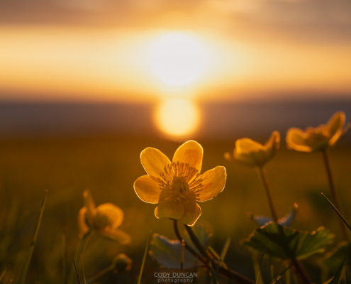 Spring Flowers - Friday Photo #698