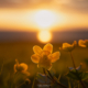 Spring Flowers - Friday Photo #698