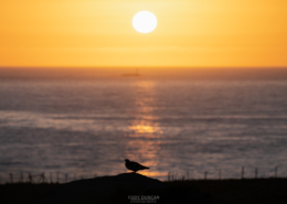 Lofoten Nightlife - Friday Photo #700