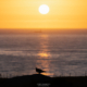 Lofoten Nightlife - Friday Photo #700